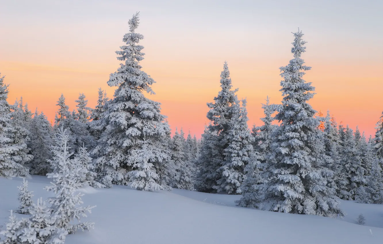Фото обои зима, лес, снег, деревья, ели