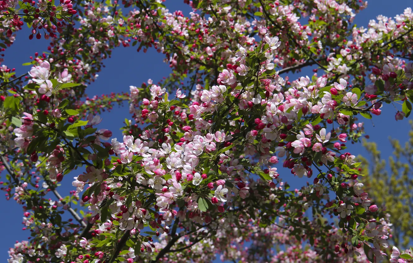 Фото обои макро, ветки, дерево, весна, цветение