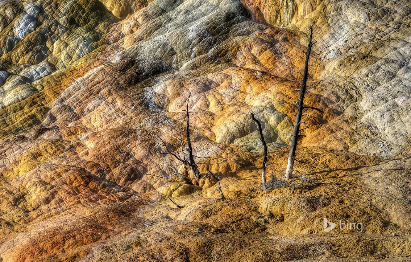Фото обои деревья, горы, скалы, цвет, Вайоминг, США, Йеллоустонский национальный парк, Mammoth Hot Springs