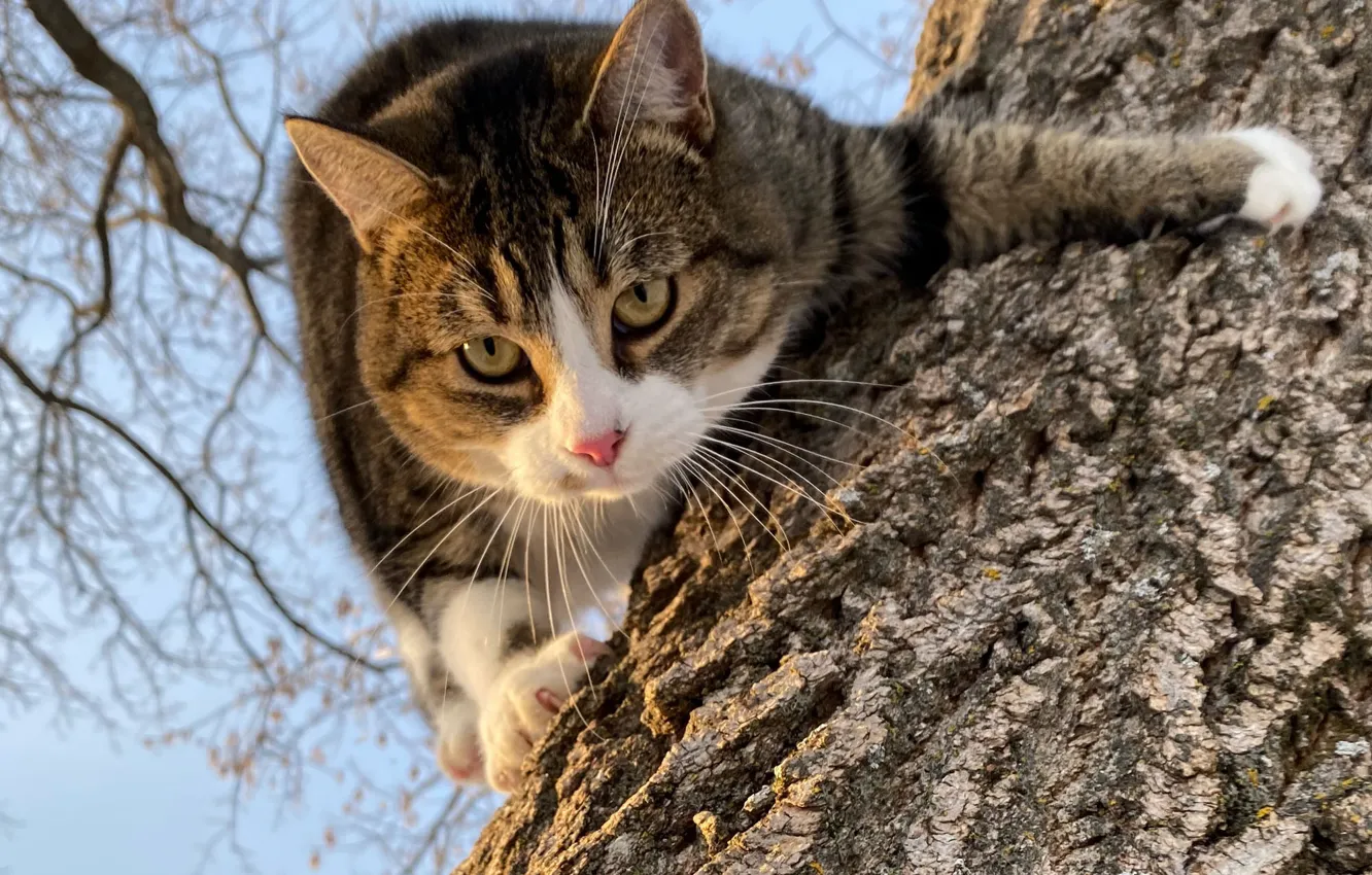 Фото обои кот, взгляд, мордашка, на дереве, котэ