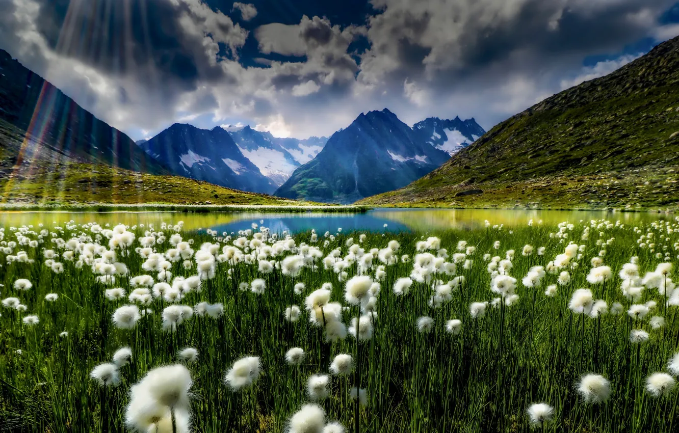 Фото обои горы, озеро, Швейцария, луг, Switzerland, Bernese Alps, Бернские Альпы, пушица