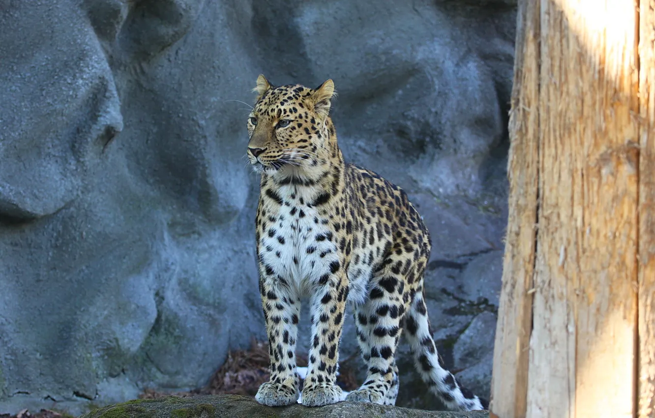 Фото обои взгляд, хищник, леопард, amur leopard, пятнистая кошка