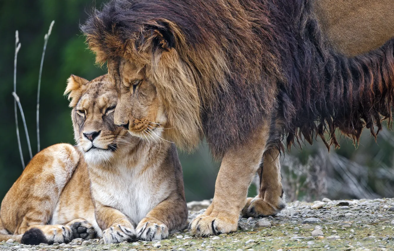 Фото обои animals, lion, tenderness, lioness, predators, wildlife