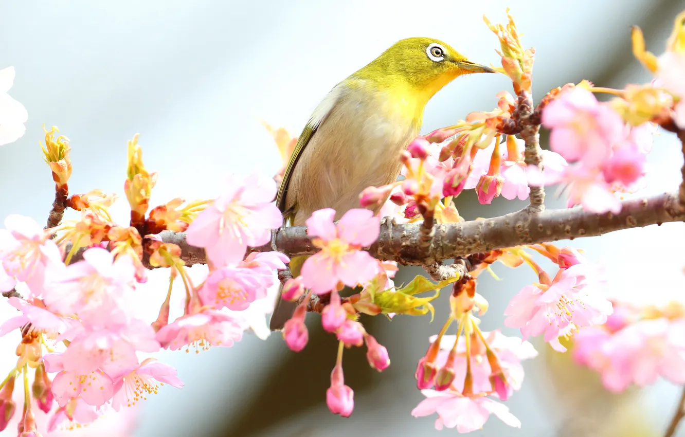 Фото обои цветы, ветки, птица, весна, светлый фон, цветение, японская белоглазка