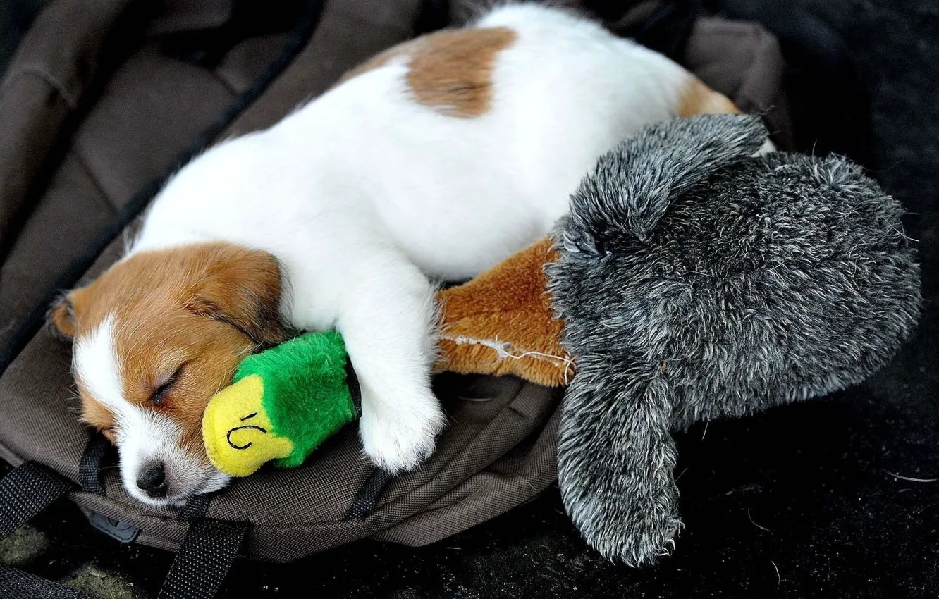 Фото обои игрушка, собака, спит, щенок, утка