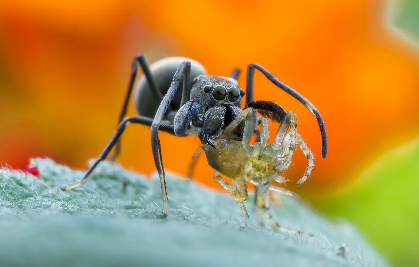 Фото обои spider, wallpaper, legs, eyes, food, macro, orange, animal