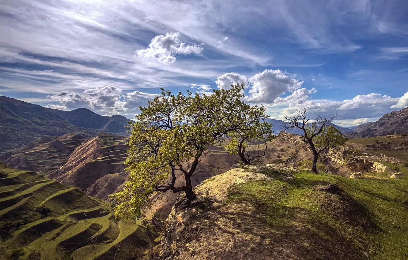 Фото обои деревья, пейзаж, горы, природа, террасы, Дагестан
