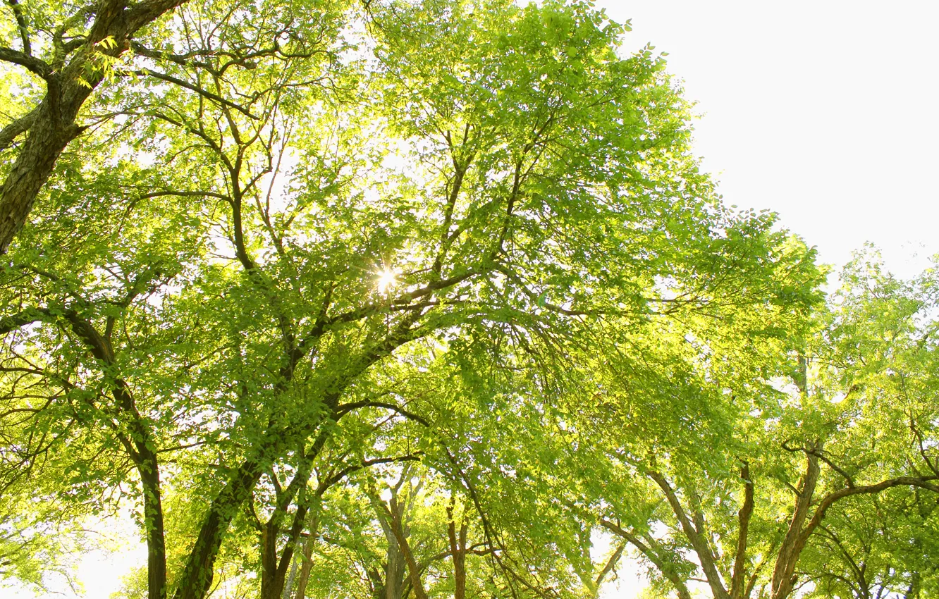 Фото обои зелень, деревья, природа, листва, The Natural Beauty
