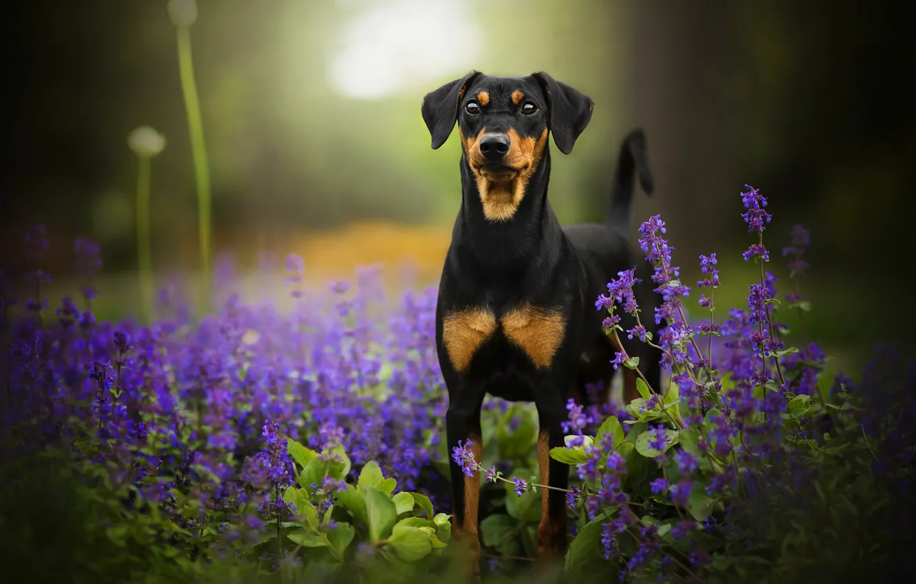 Фото обои цветы, собака, боке, Tinkerbell