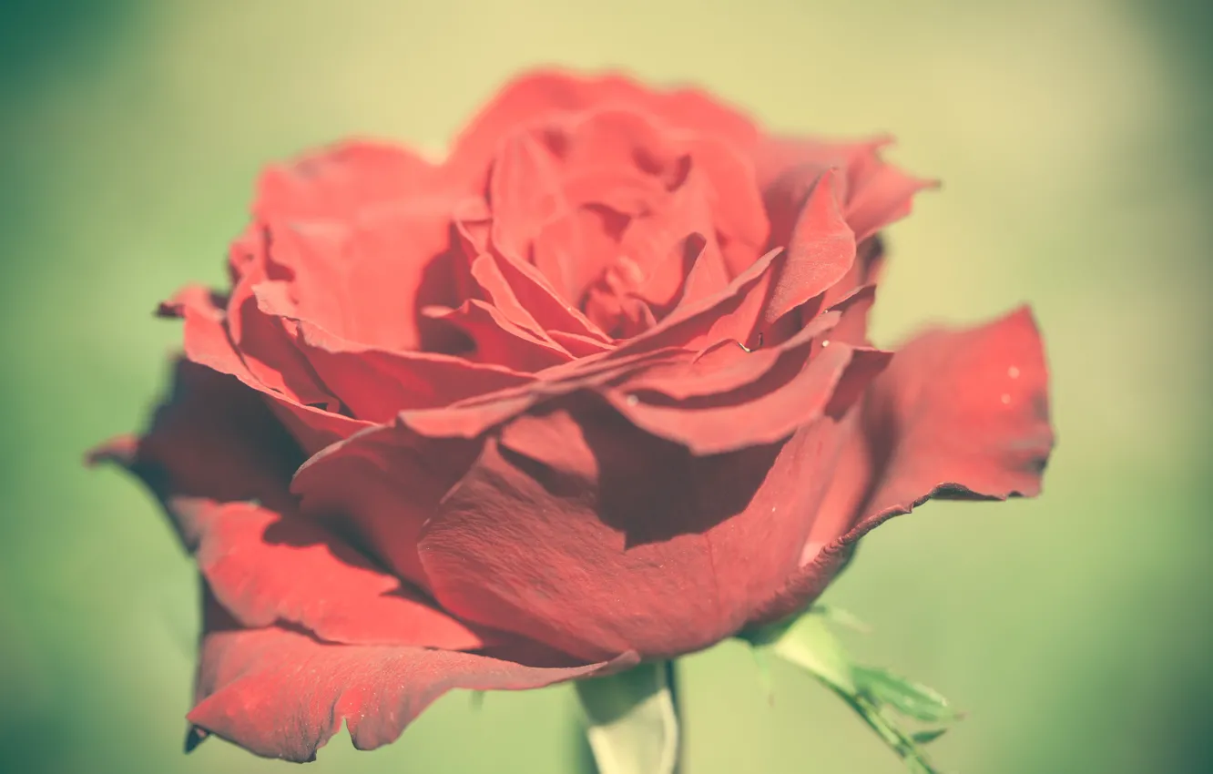 Фото обои цветок, роза, лепестки, красная, бутон розы