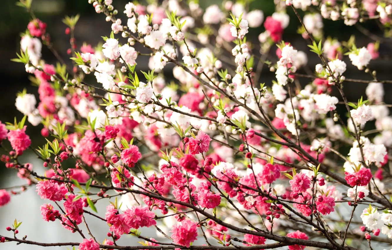 Фото обои дерево, весна, цветение