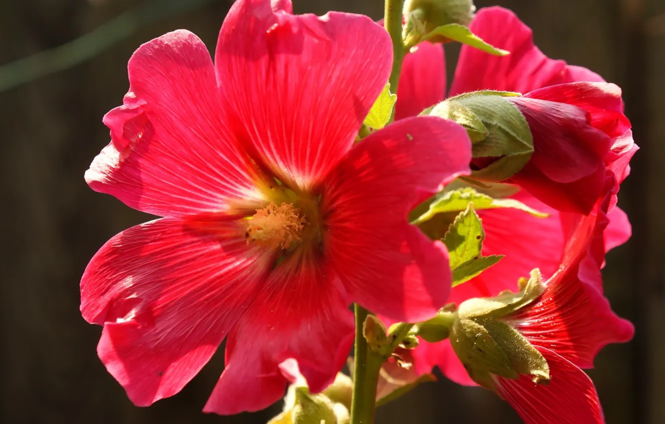 Фото обои red, flower, blooming