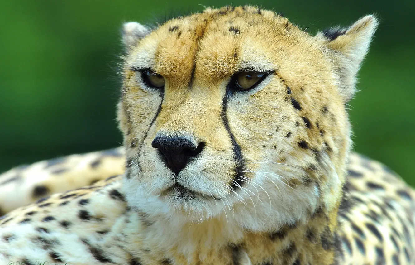 Фото обои усы, взгляд, морда, гепард, охотничий леопард