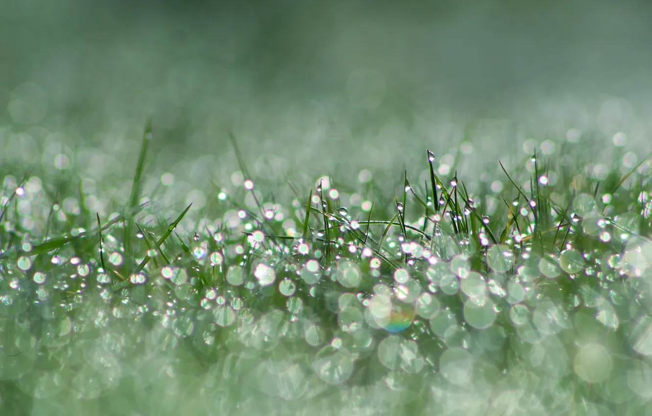 Фото обои grass, morning, drops, dew, meadow