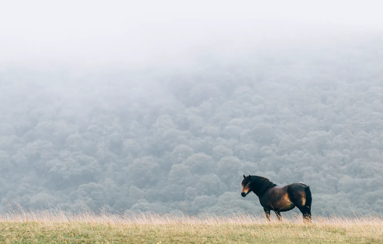 Фото обои field, fog, horse, mane