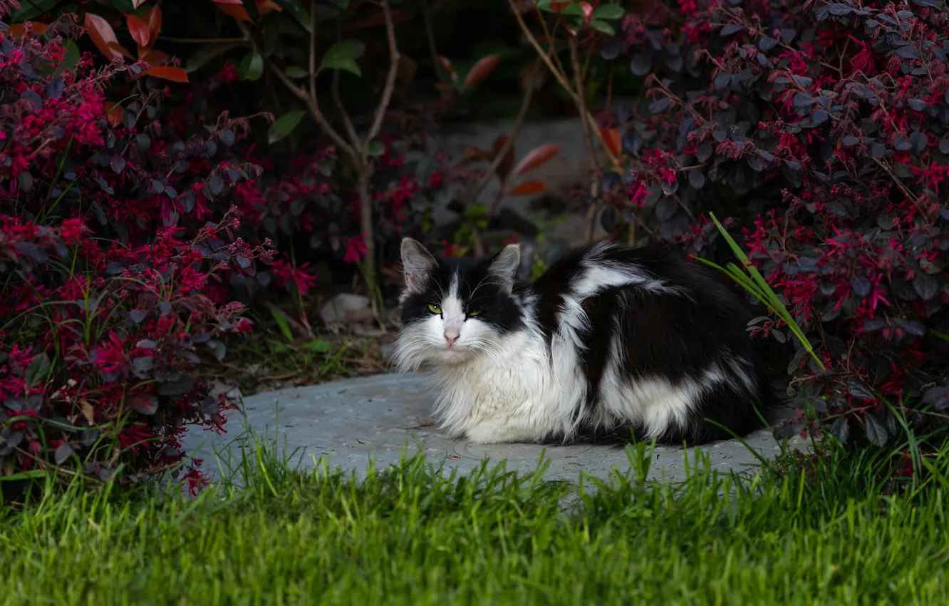 Фото обои кошка, лето, трава, кот, взгляд, морда, листья, ветки