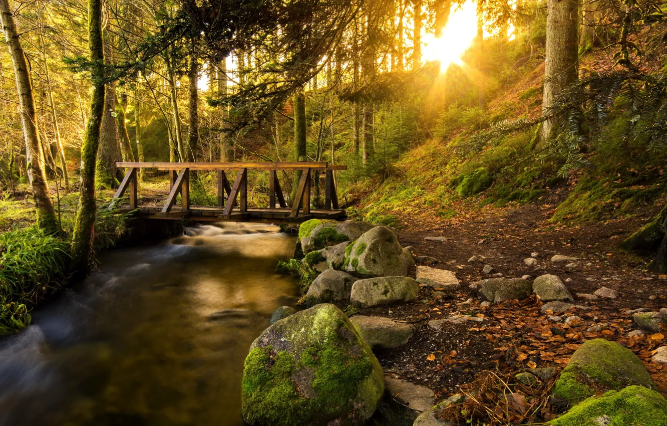Фото обои солнце, деревья, ручей, камни, тропа, Лес, мостик
