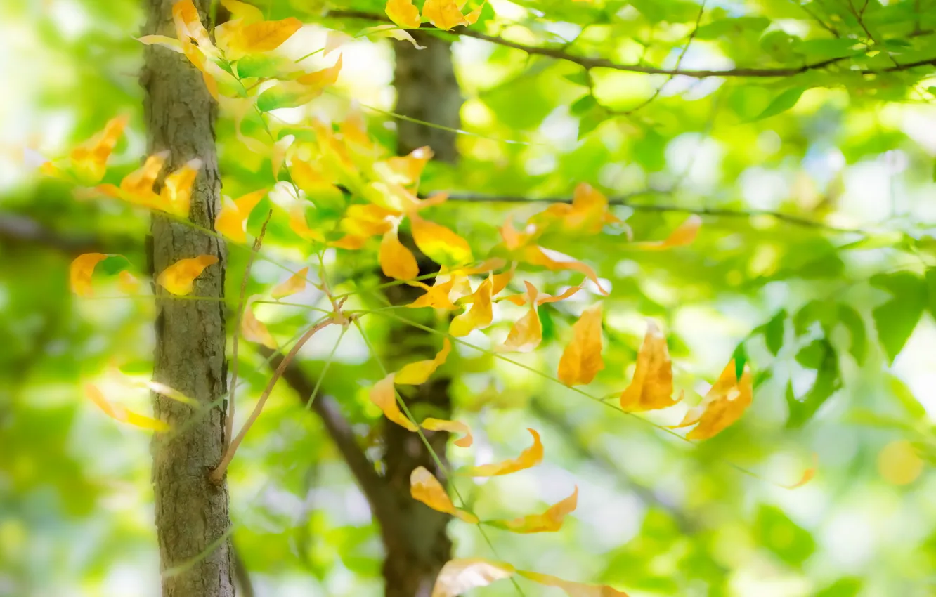 Фото обои лето, листья, природа