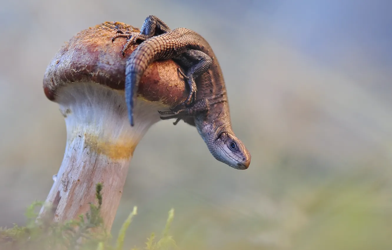 Фото обои макро, природа, гриб, ящерица, Макеев Алексей