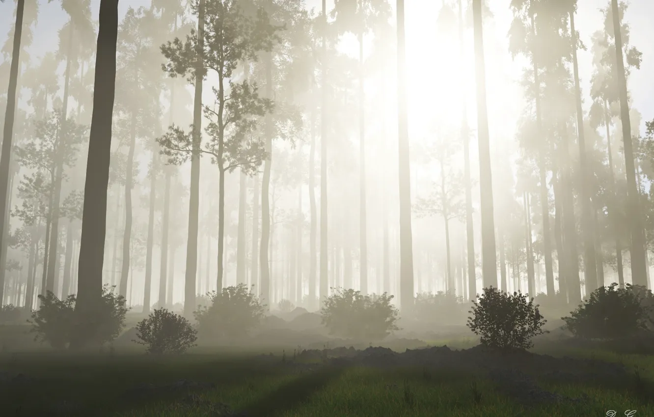 Фото обои лес, солнце, деревья, природа, туман, восход, утро, кусты