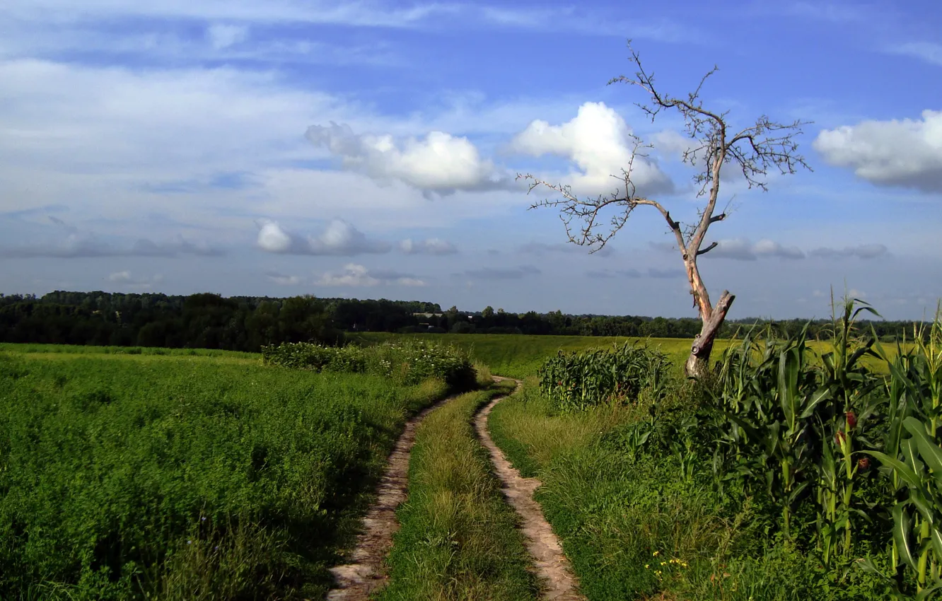 Фото обои wallpaper, road, nature