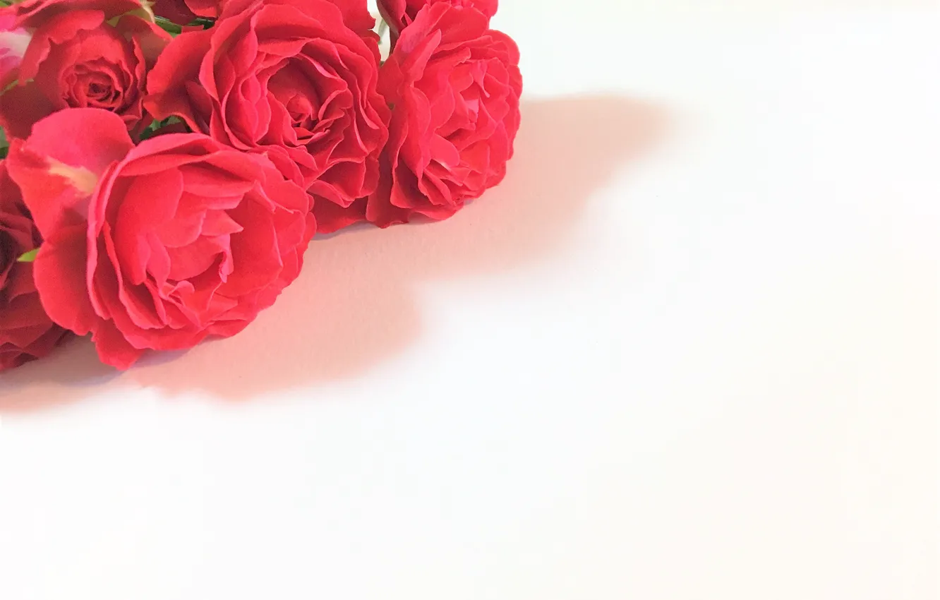 Фото обои цветы, букет, Розы