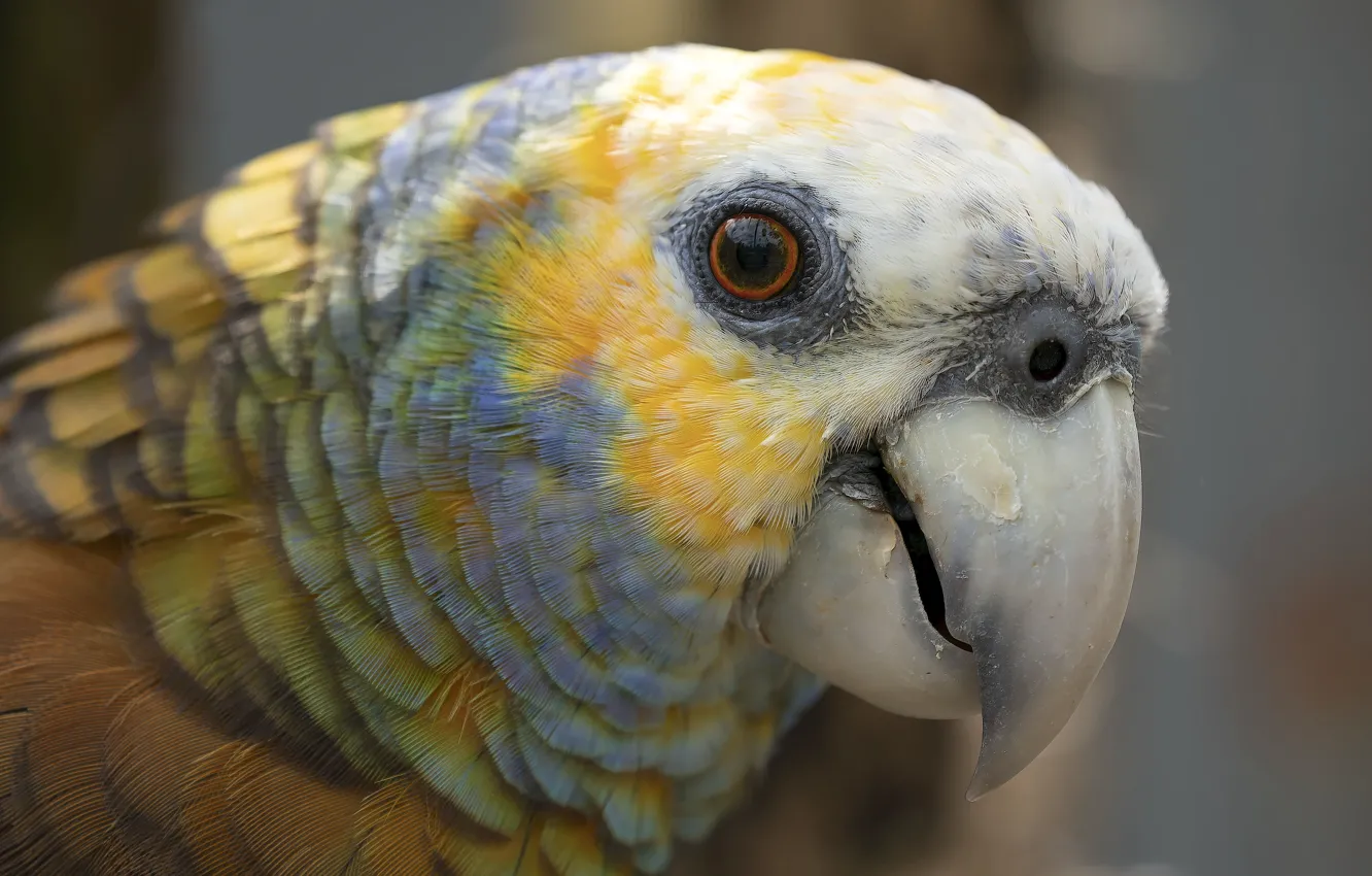 Фото обои природа, птица, St Vincent Amazon Parrot