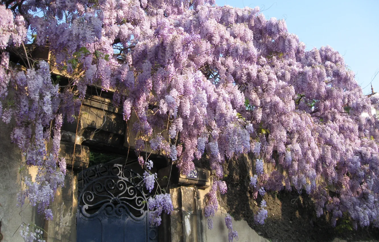 Фото обои цветы, забор, весна, дверь, цветение, flowers, spring, wisteria