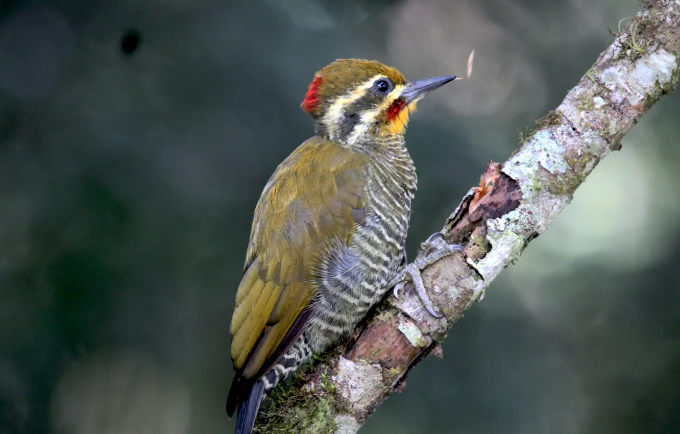 Фото обои Beak, Eye, Branch, Yellow-Browed, Woodpecker