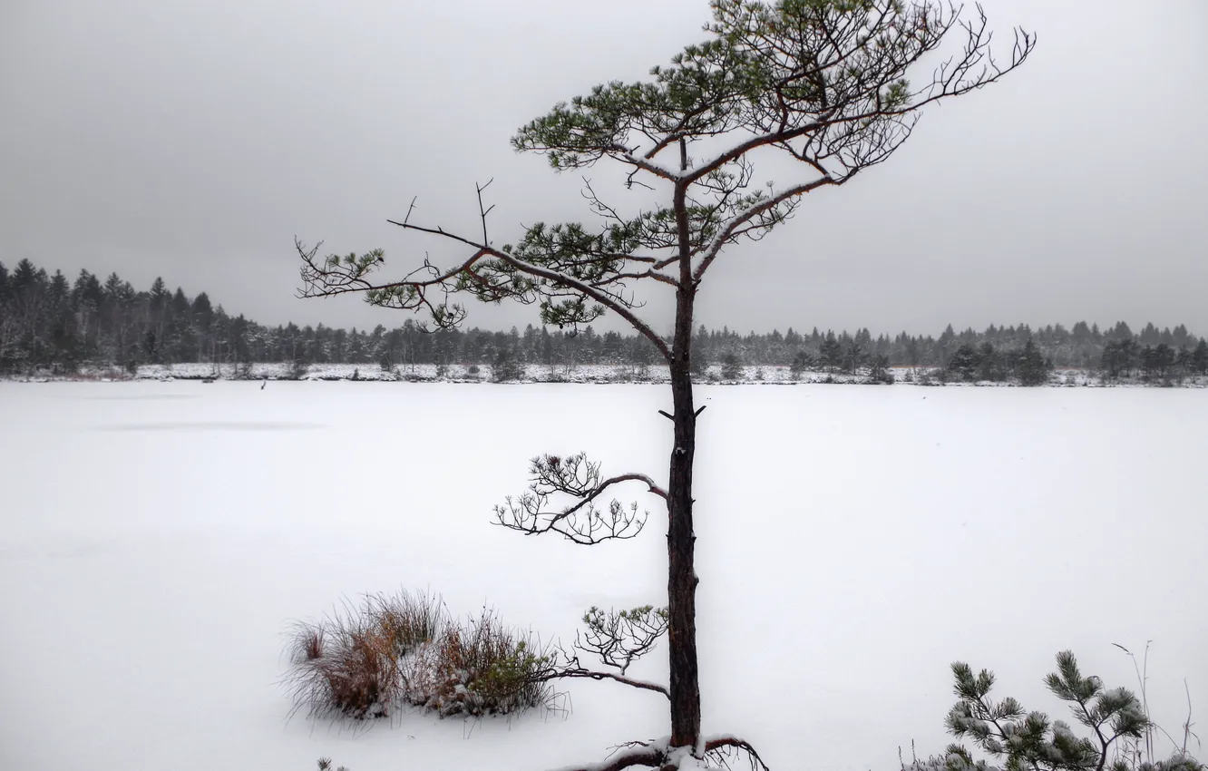Фото обои зима, снег, природа, дерево, хвойные, заснежено