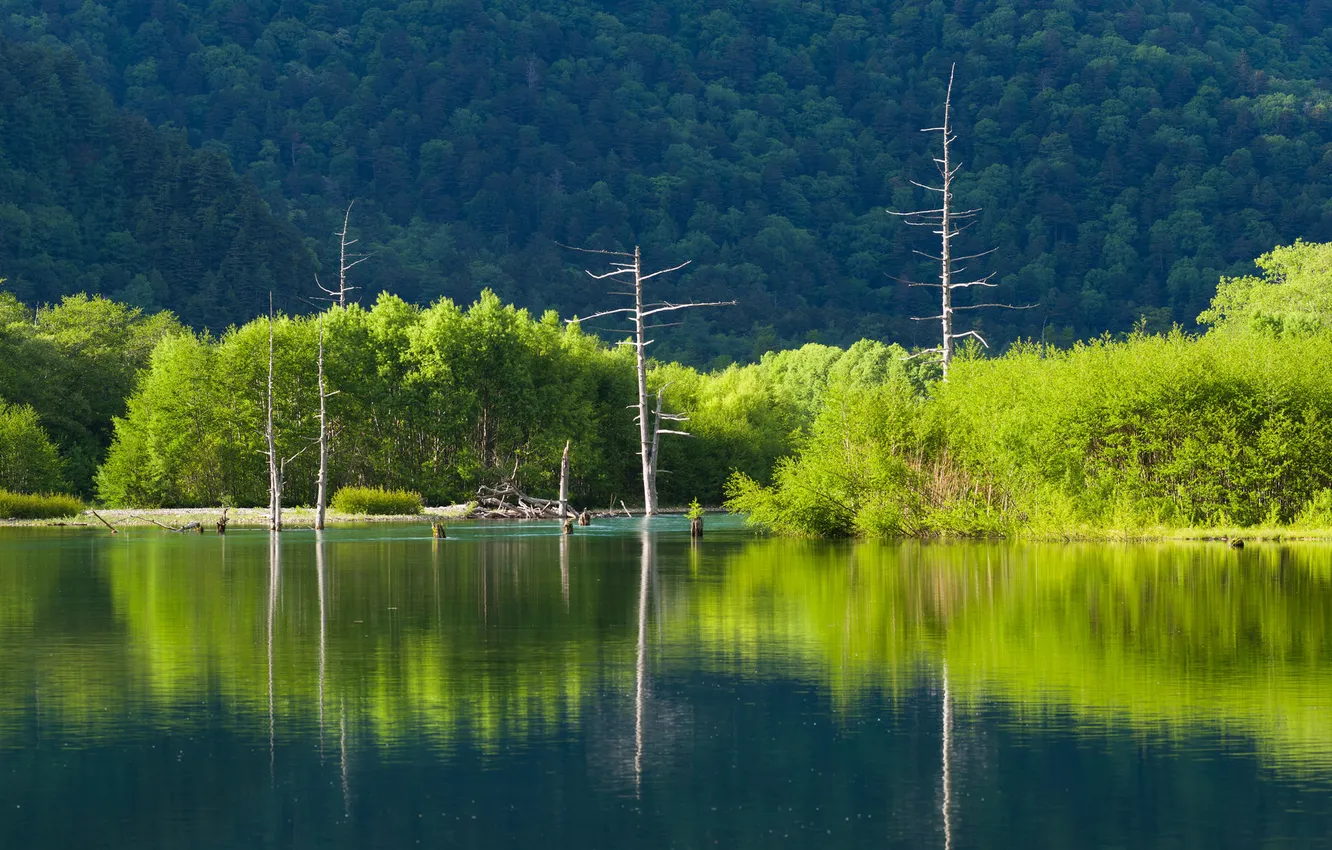Фото обои лес, деревья, горы, озеро, склон