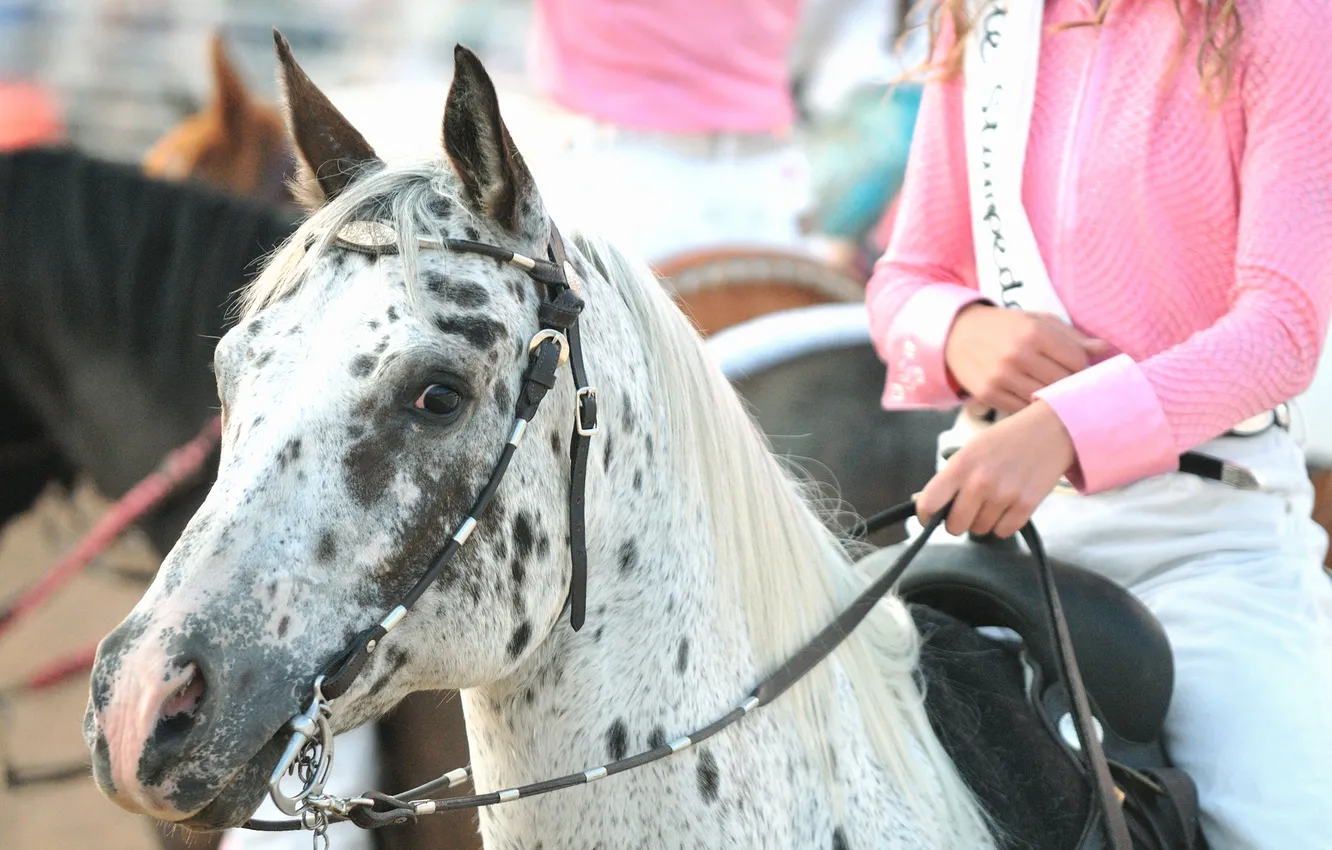 Фото обои девушка, фон, конь, розовый, обои, настроения, лошадь, пятнистая