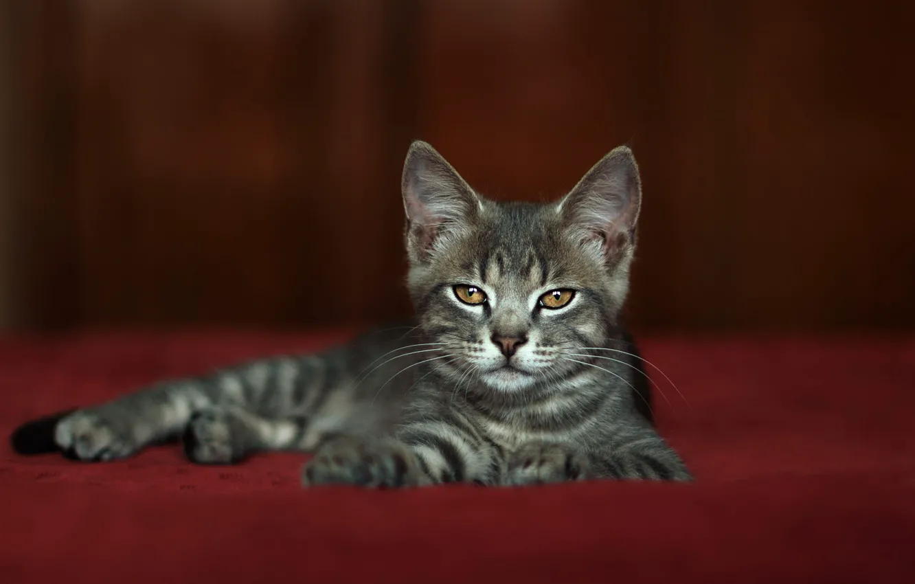 Фото обои кошка, взгляд, поза, серый, мордочка, лежит, котёнок, красный фон