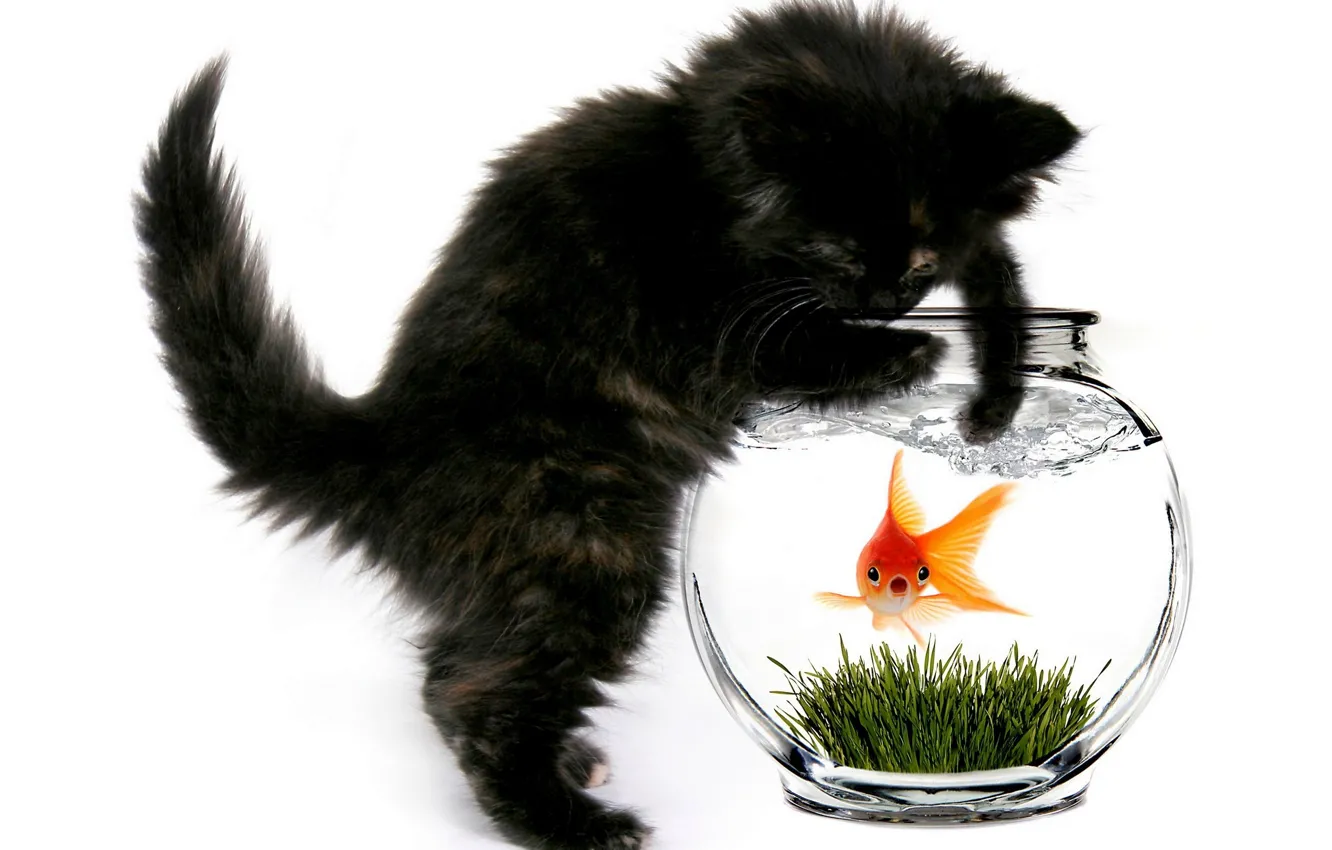 Фото обои кошка, кот, аквариум, рыбка, котёнок, золотая