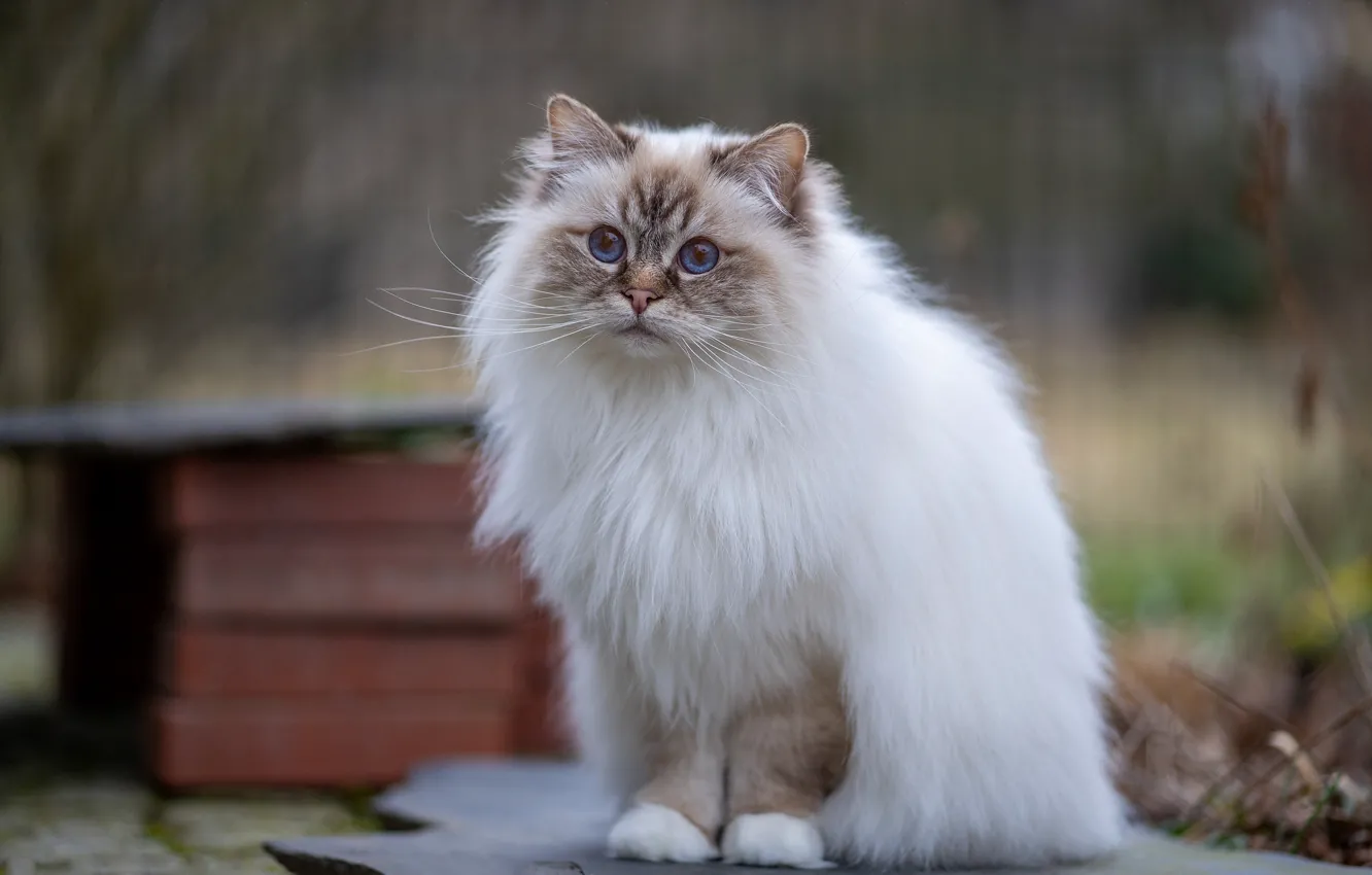 Фото обои кошка, кот, взгляд, поза, лапки, двор, будка, голубые глаза