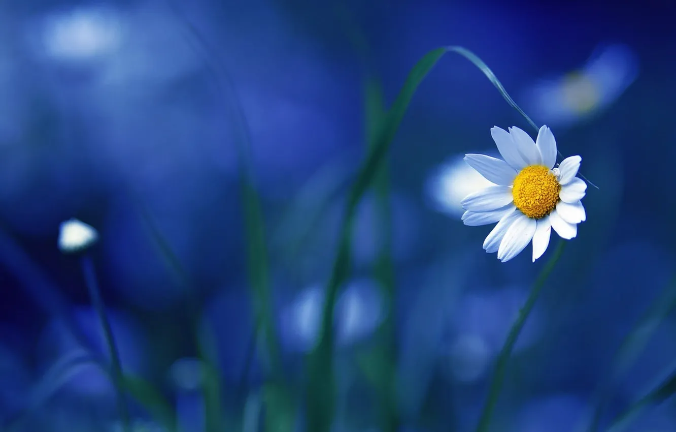 Фото обои Nature, Flower, Blue, Wallpaper