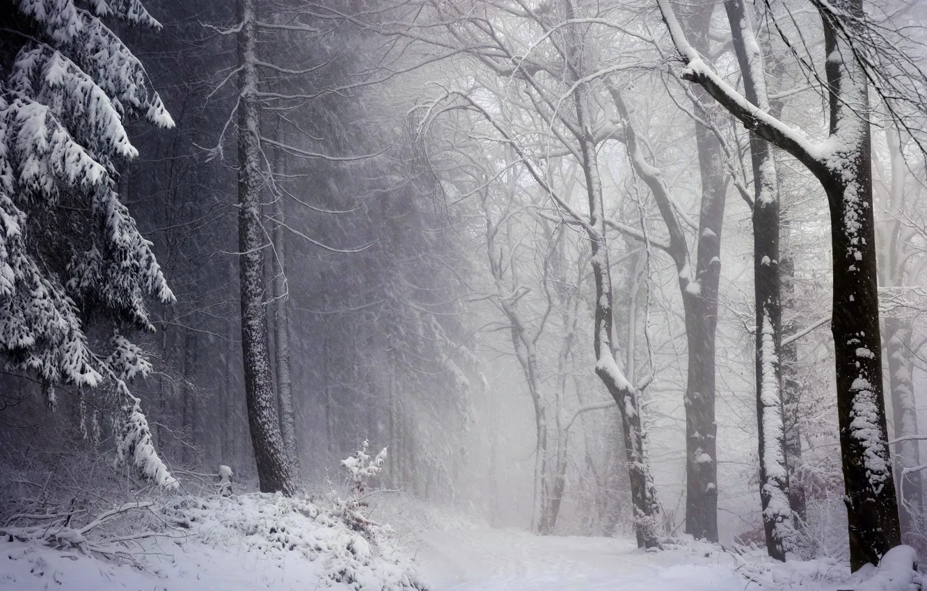 Фото обои зима, лес, снег, деревья, природа, метель