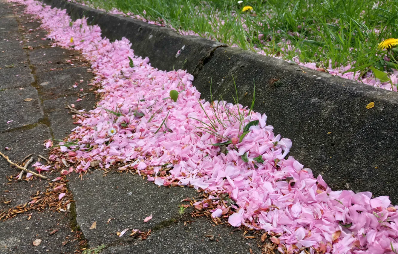 Фото обои Pink, Japan, Nature, Cherry, Tree, Color, Spring, Belgium