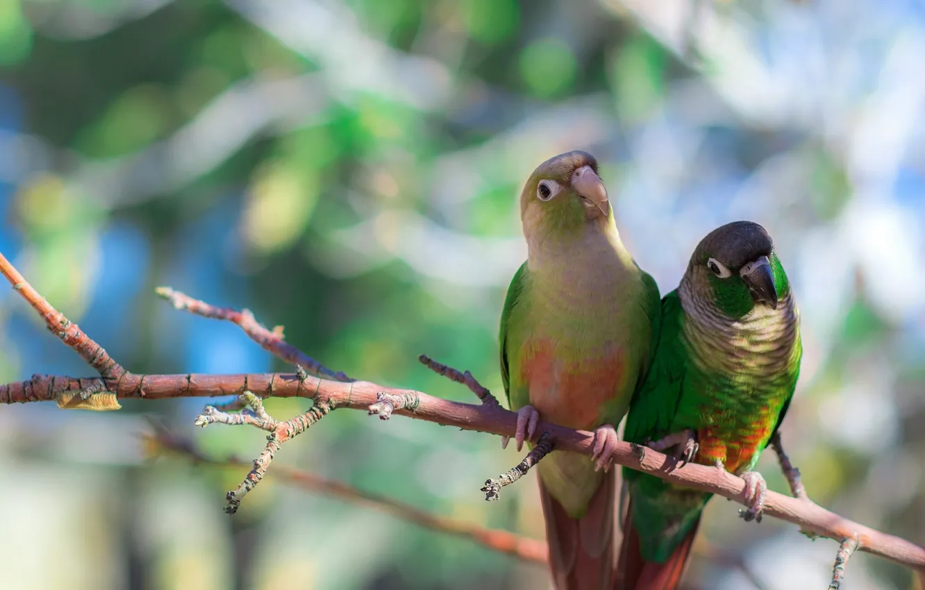 Фото обои птицы, ветка, попугайчики, Зеленощёкий краснохвостый попугай