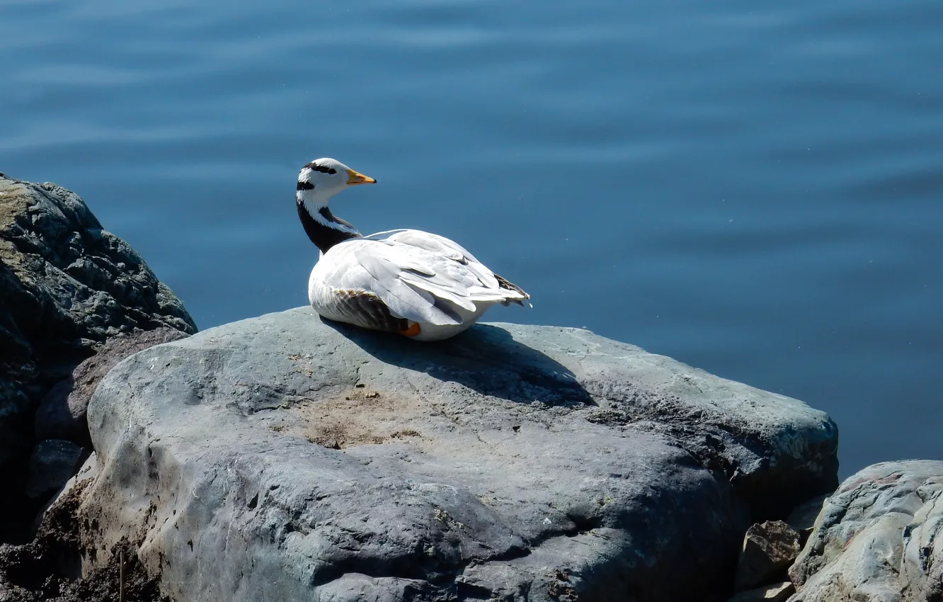 Фото обои пруд, животное, widescreen, обои, утки, wallpaper, широкоформатные, background