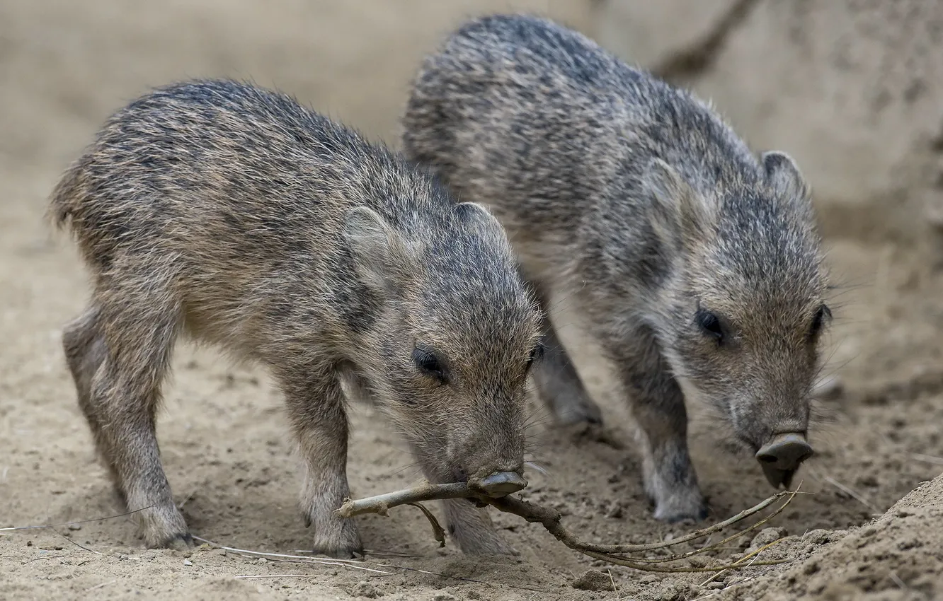 Фото обои san diego zoo, piglets, chacoan peccary