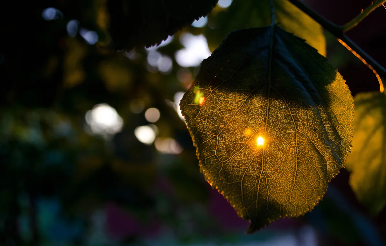 Фото обои солнце, лист, Закат