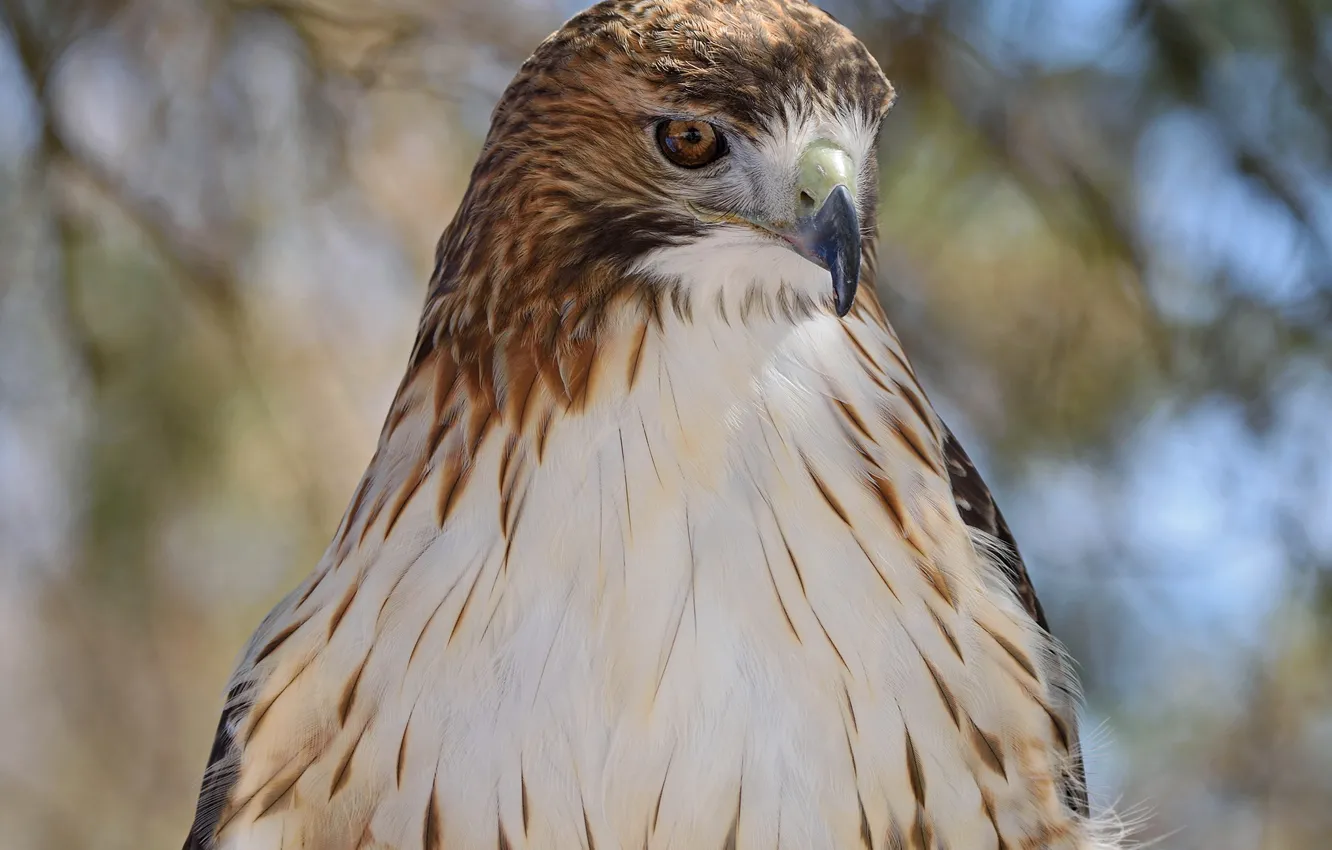 Фото обои природа, ястреб, боке, by Nushaa