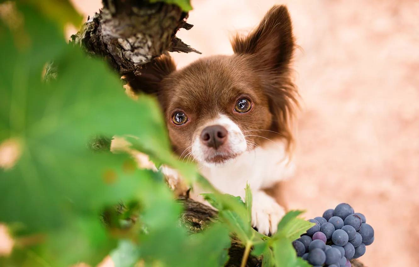 Фото обои взгляд, собака, мордочка, виноград, чихуахуа