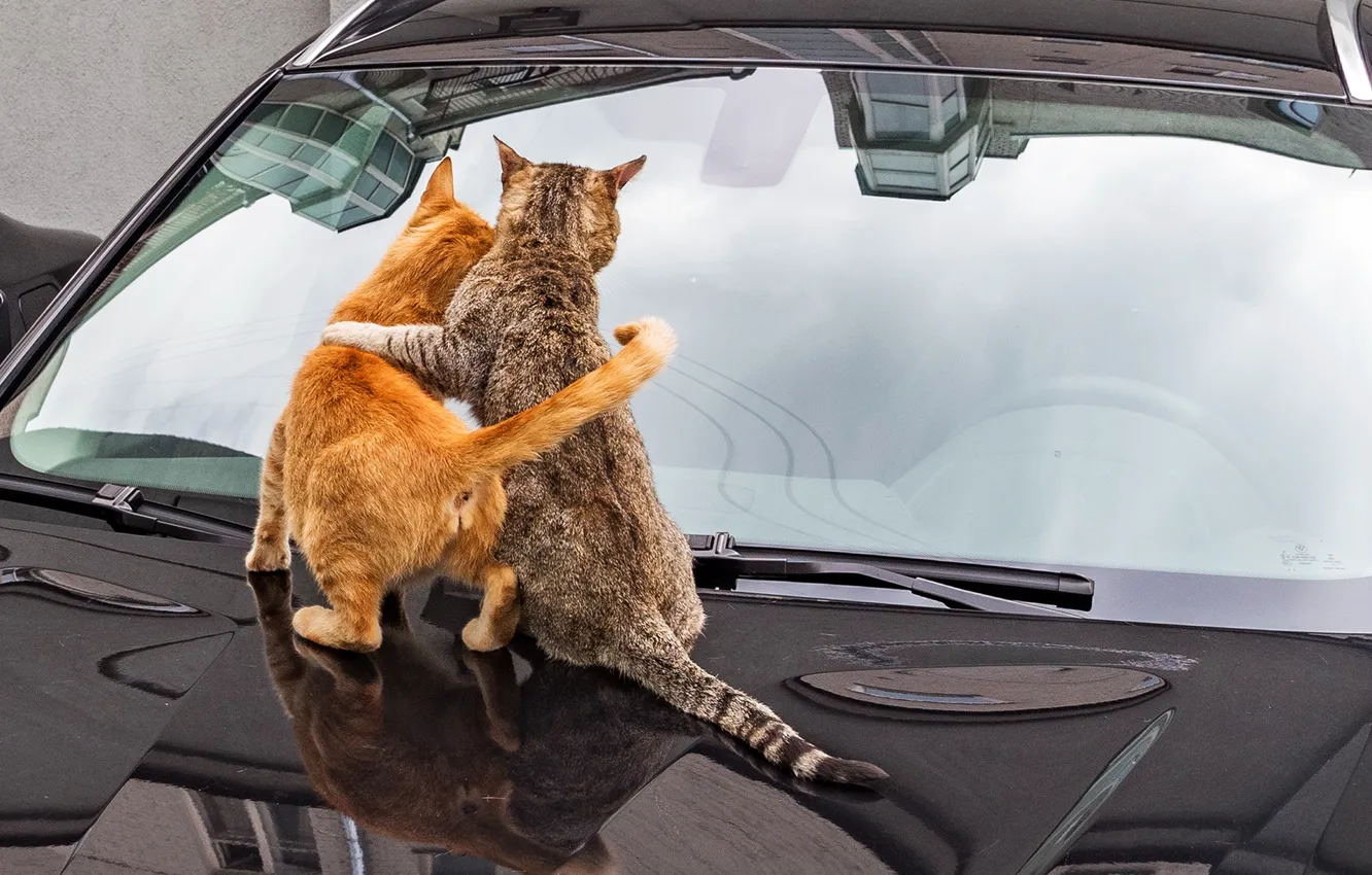 Фото обои авто, кошки, спина