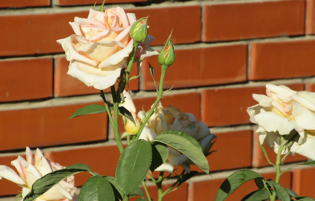 Фото обои цветы, розы, Mamala ©, лето 2018, керпичная стена