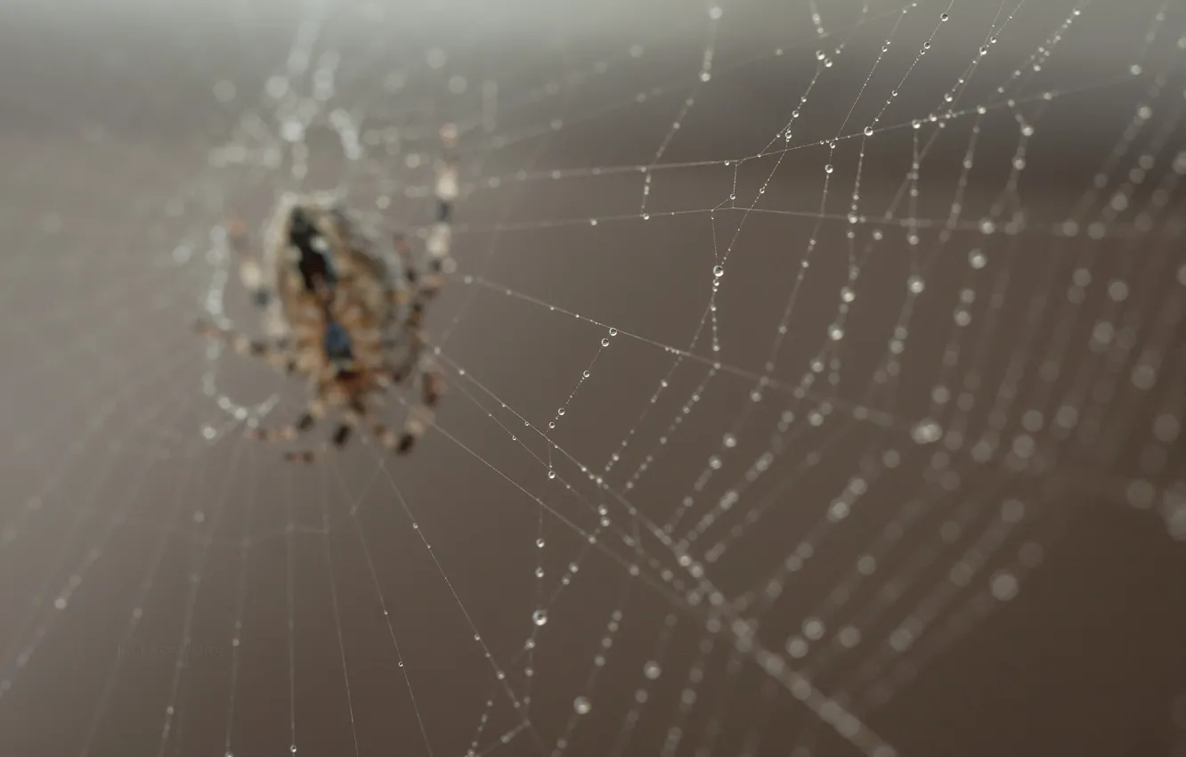 Фото обои spider, nature, macro, bokeh, web, worm