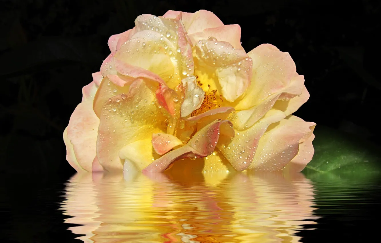 Фото обои вода, отражение, роза
