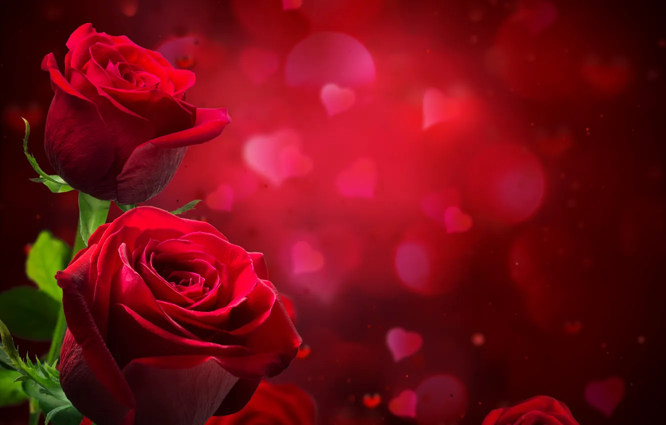 Фото обои блики, фон, розы, размытие, сердечки, красные, крупным планом