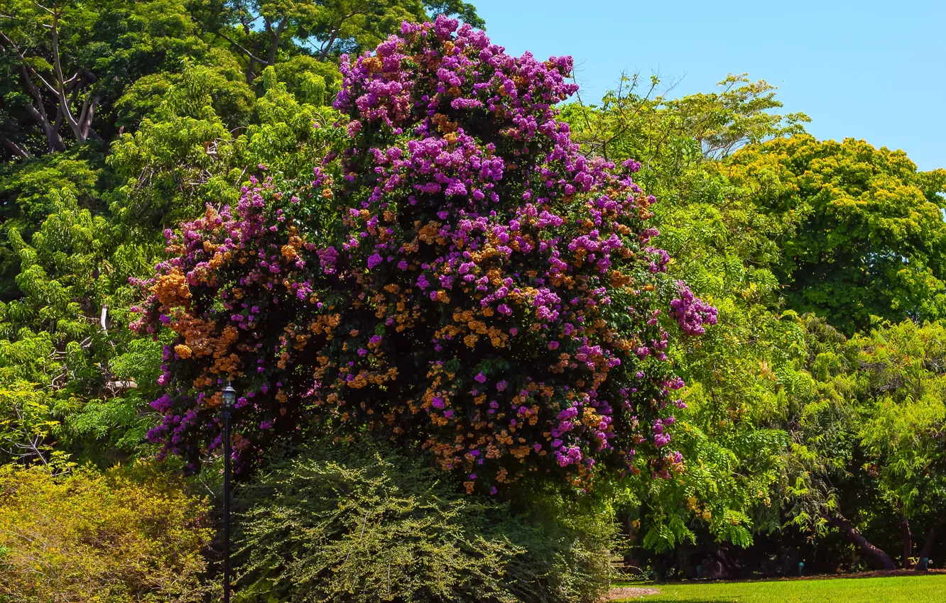 Фото обои трава, деревья, парк, США, солнечно, Bougainvillea, arborea, Fairchild Tropical Botanic Garden